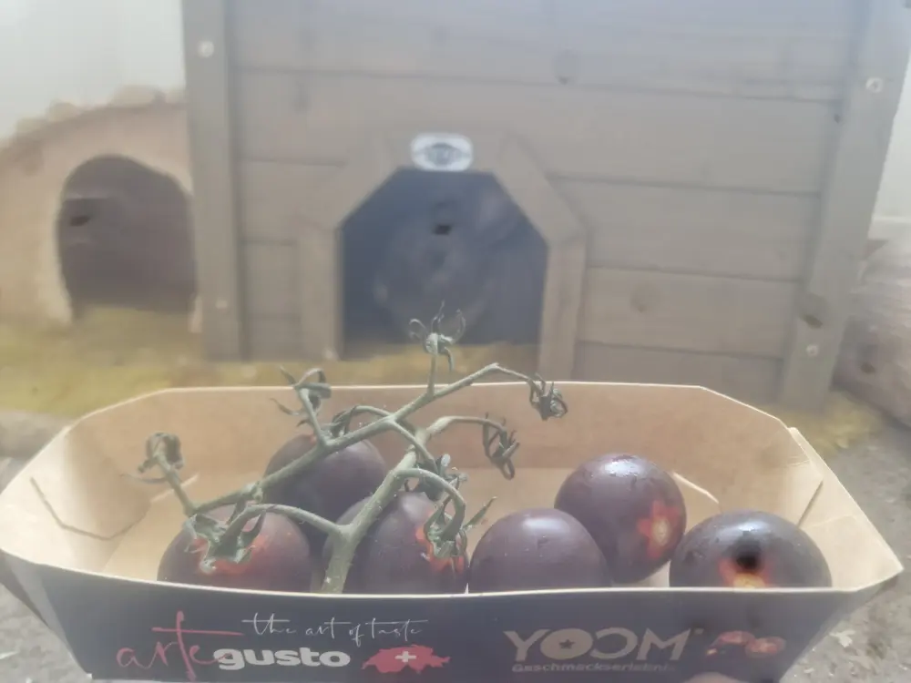 YOOM Fun Challenge Lisa Villars-Bozon